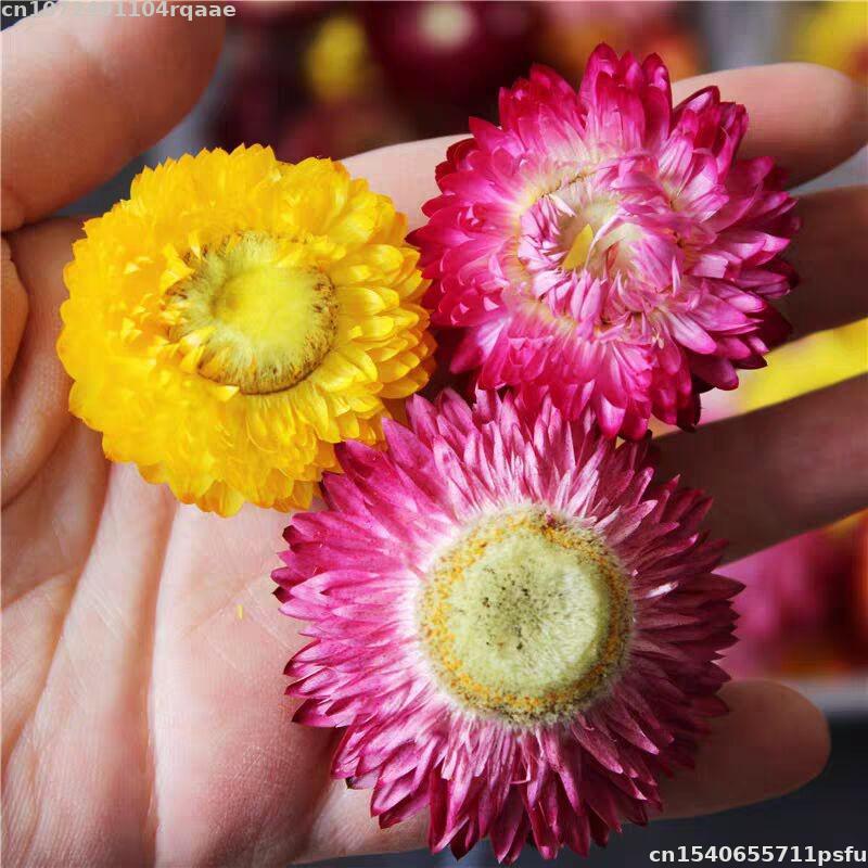 ดอกไม้แห้งธรรมชาติ 100% บรัคเท - Candle Making Material Wholesale บทวิจารณ์และราคา