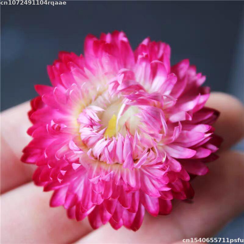 ดอกไม้แห้งธรรมชาติ 100% บรัคเท - Candle Making Material Wholesale บทวิจารณ์และราคา